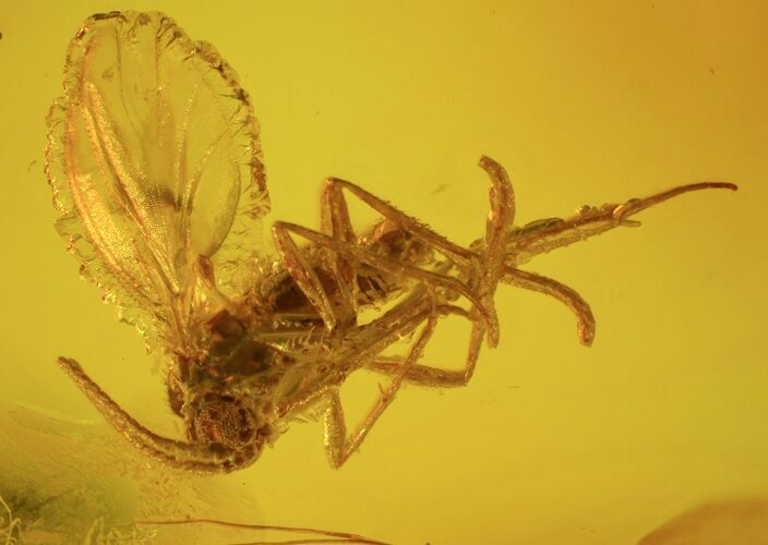 Detailed Fossil Fly (Diptera) In Baltic Amber #58045